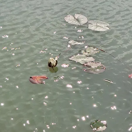 Pond 2ppl-private Hot Tub