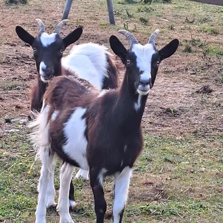 Holiday home Pond 2ppl-private Hot Tub