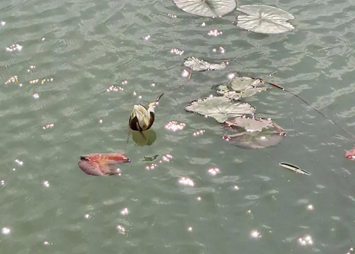 Pond 2ppl-private Hot Tub