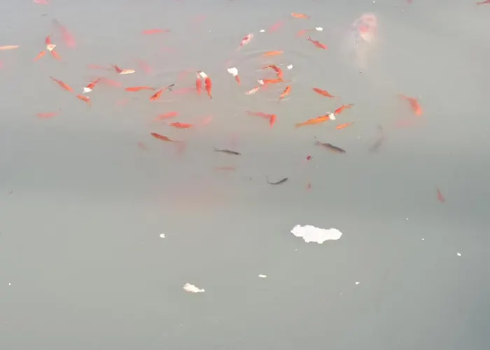 Pond 2ppl-private Hot Tub 度假居